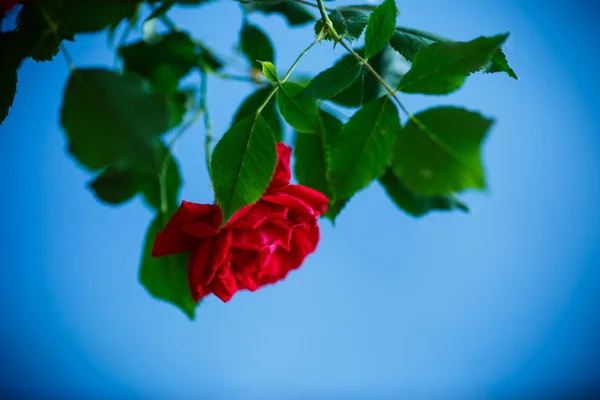 Piękne Czerwone Róże Kwitnące Niebieskim Tle — Zdjęcie stockowe