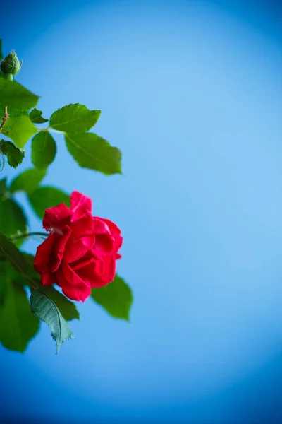 Hermosas Rosas Rojas Flor Sobre Fondo Azul —  Fotos de Stock