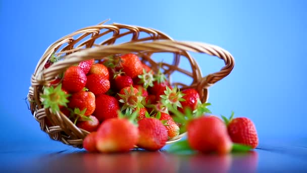 Ripe Red Organic Strawberry Blue Background — Stock Video