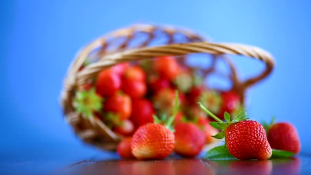 成熟的红色有机草莓在蓝色背景下 — 图库视频影像