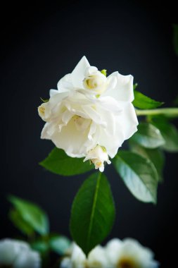 güzel beyaz çiçek açan gül siyah bir arka plan üzerinde