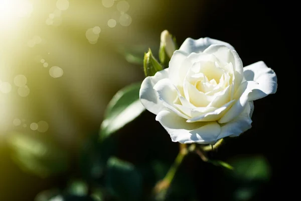 Hermosas Rosas Blancas Flor Sobre Fondo Oscuro —  Fotos de Stock
