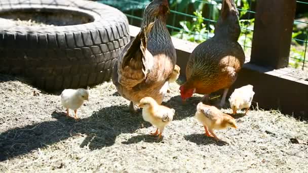 Açık Havada Onun Küçük Ile Yürüyen Genç Tavuk Tavuk — Stok video