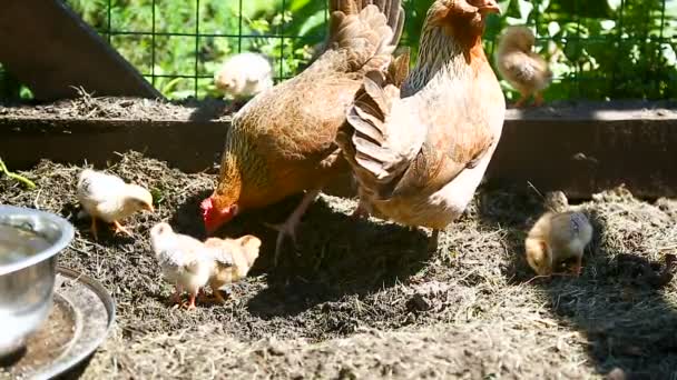 Young Chicken Walking Her Little Chickens Outdoors — Stock Video