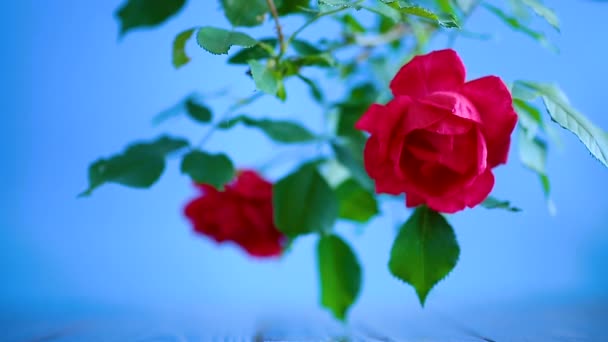 Belles Roses Fleurs Rouges Sur Fond Bleu — Video