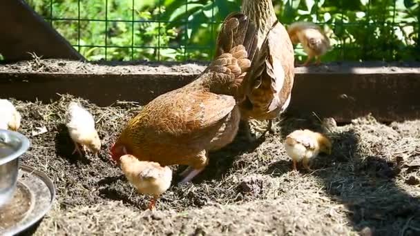 Séta Neki Kevés Fiatal Csirkék Csirkék Szabadban — Stock videók