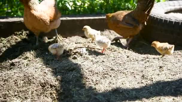 Young Chicken Walking Her Little Chickens Outdoors — Stock Video