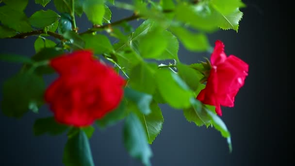 Hermosas Rosas Rojas Flor Sobre Fondo Negro — Vídeos de Stock