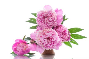 Beyaz arka plan üzerinde çiçek açan peonies buket
