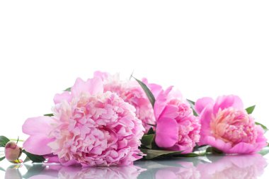 Beyaz arka plan üzerinde çiçek açan peonies buket