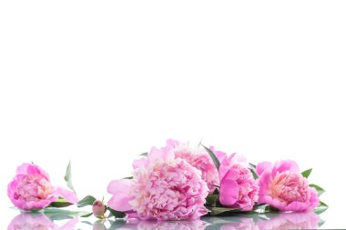 Beyaz arka plan üzerinde çiçek açan peonies buket