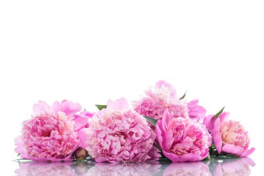Beyaz arka plan üzerinde çiçek açan peonies buket