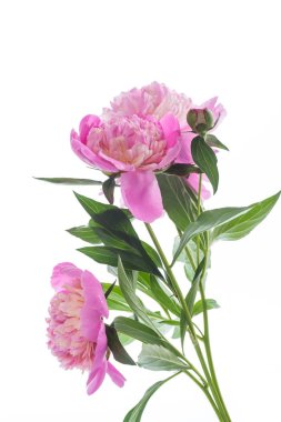 Beyaz arka plan üzerinde çiçek açan peonies buket