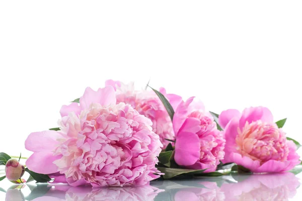 Bouquet Blooming Peonies White Background — Stock Photo, Image