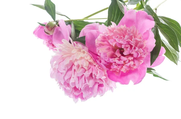 Bouquet Peonie Fiorite Sfondo Bianco — Foto Stock