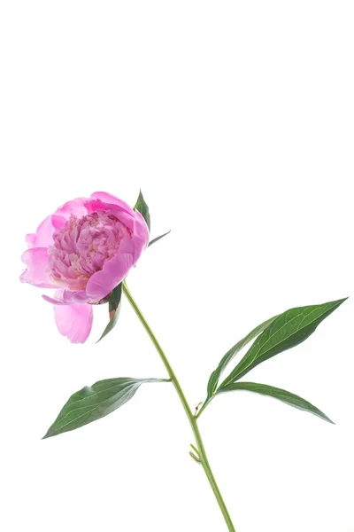 Beyaz Arka Plan Üzerinde Çiçek Açan Peonies Buket — Stok fotoğraf