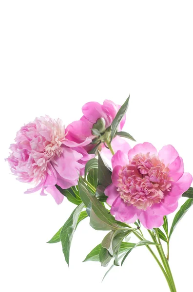 Beyaz Arka Plan Üzerinde Çiçek Açan Peonies Buket — Stok fotoğraf