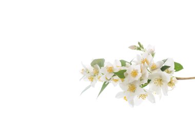 beyaz bir arka plan üzerinde Yasemin çiçek çiçekler