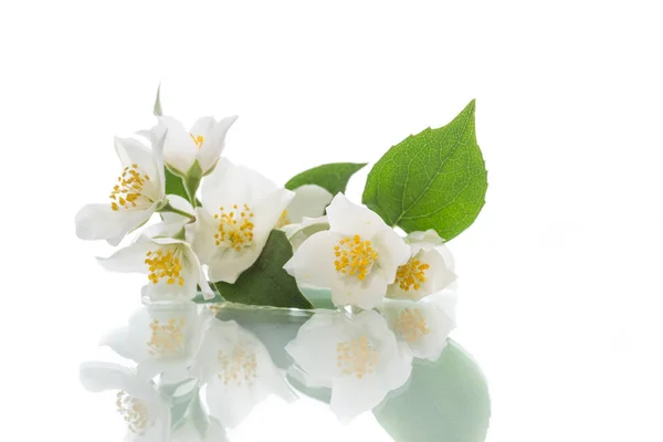 Kvetoucí Jasmín Květy Bílém Pozadí — Stock fotografie