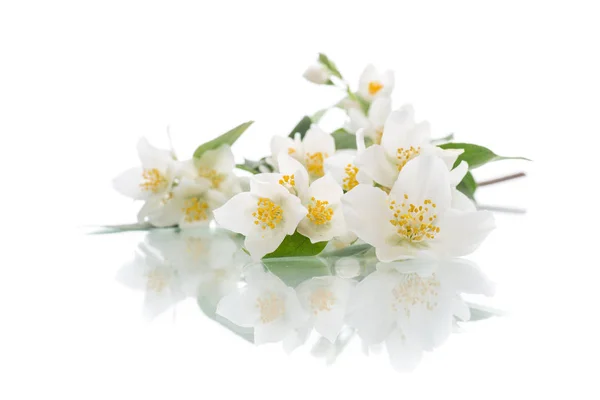 Blühende Jasminblüten Auf Weißem Hintergrund — Stockfoto