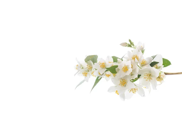 Blossoming Jasmine Flowers White Background — Stock Photo, Image