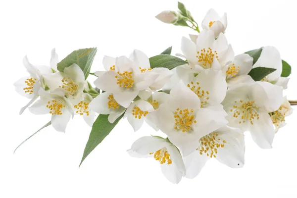 ดอกมะล ดอกไม บนพ นหล ขาว — ภาพถ่ายสต็อก