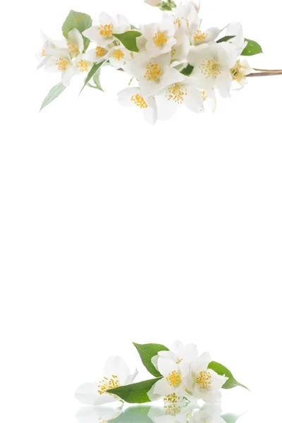 Blommande Jasmin Blommor Vit Bakgrund — Stockfoto