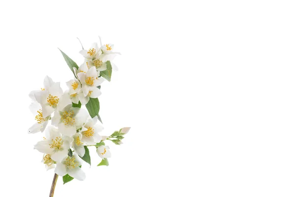 Blommande Jasmin Blommor Vit Bakgrund — Stockfoto