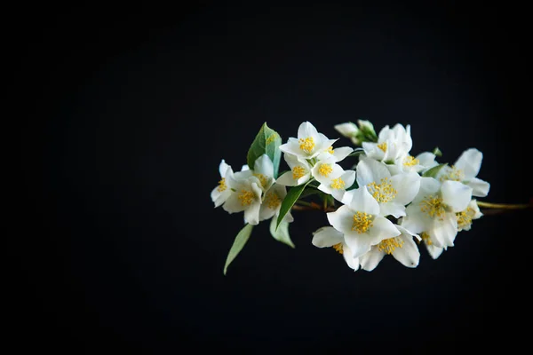 Fleurs Jasmin Fleurs Sur Fond Noir — Photo