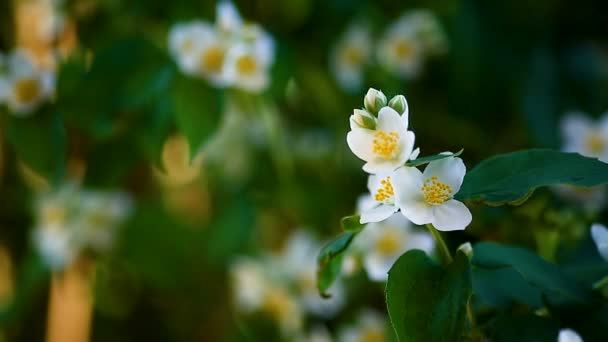 Bloei jasmijn bloemen — Stockvideo