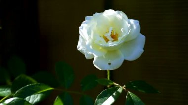 güzel beyaz çiçek açan güller