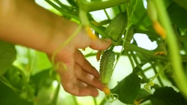 kadının gözyaşları bir salatalık el.