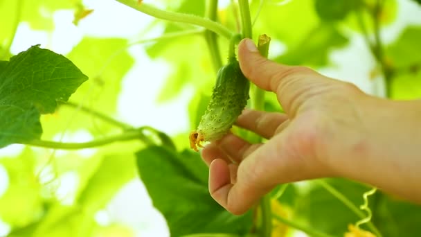 La mano de las mujeres rasga un pepino — Vídeo de stock