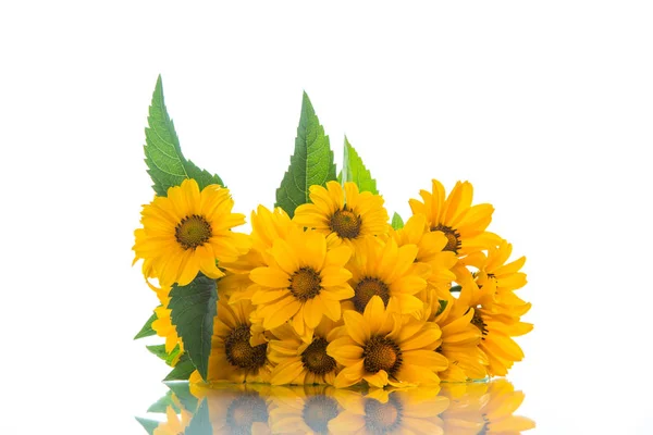 Bouquet Grandes Marguerites Jaunes Sur Fond Blanc — Photo