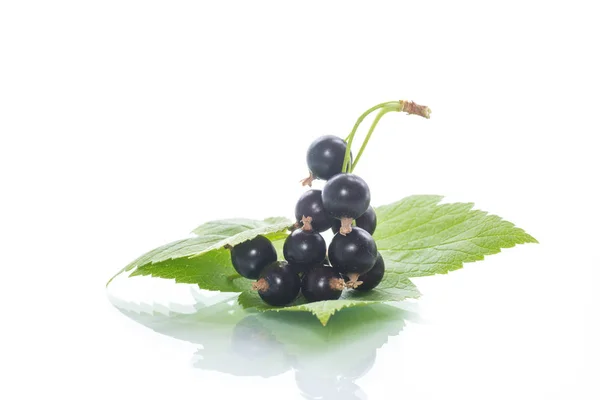 Reife Beeren Schwarze Johannisbeere Auf Weißem Hintergrund — Stockfoto