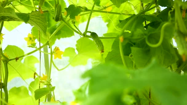 新鮮な若いキュウリ栽培 — ストック動画