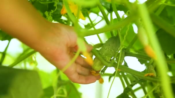 Womans hand tears a cucumber — Stock Video