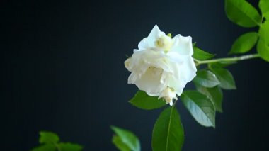 güzel beyaz çiçek açan güller