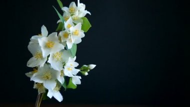 Yasemin çiçek çiçekler