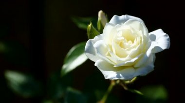 güzel beyaz çiçek açan güller