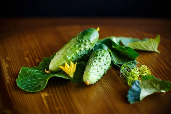 Verse groene komkommers — Stockfoto