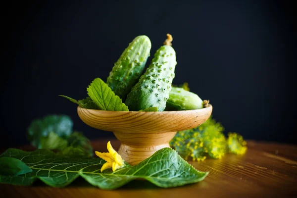 Verse groene komkommers — Stockfoto