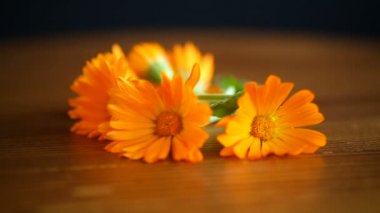 calendula turuncu renkli çiçekler