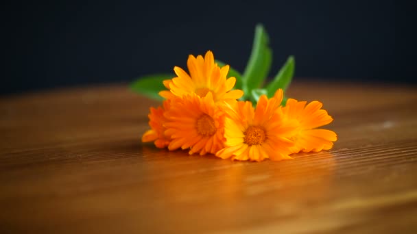 Flores de cor laranja calêndula — Vídeo de Stock