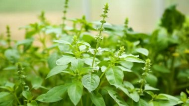 çiçekli çalı fesleğen