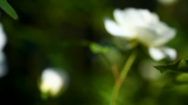 Beautiful white blooming roses — Stock Video