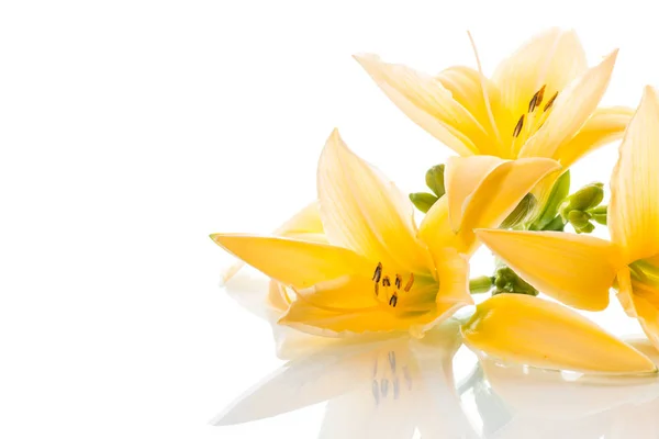 Yellow Lily Flowers Buds White Background — Stock Photo, Image