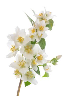 beyaz bir arka plan üzerinde Yasemin çiçek çiçekler