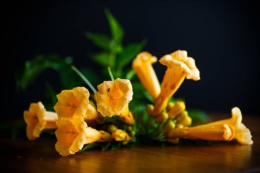 campsis siyah bir zemin üzerine sarı çiçek çiçekler