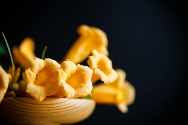 campsis siyah bir zemin üzerine sarı çiçek çiçekler